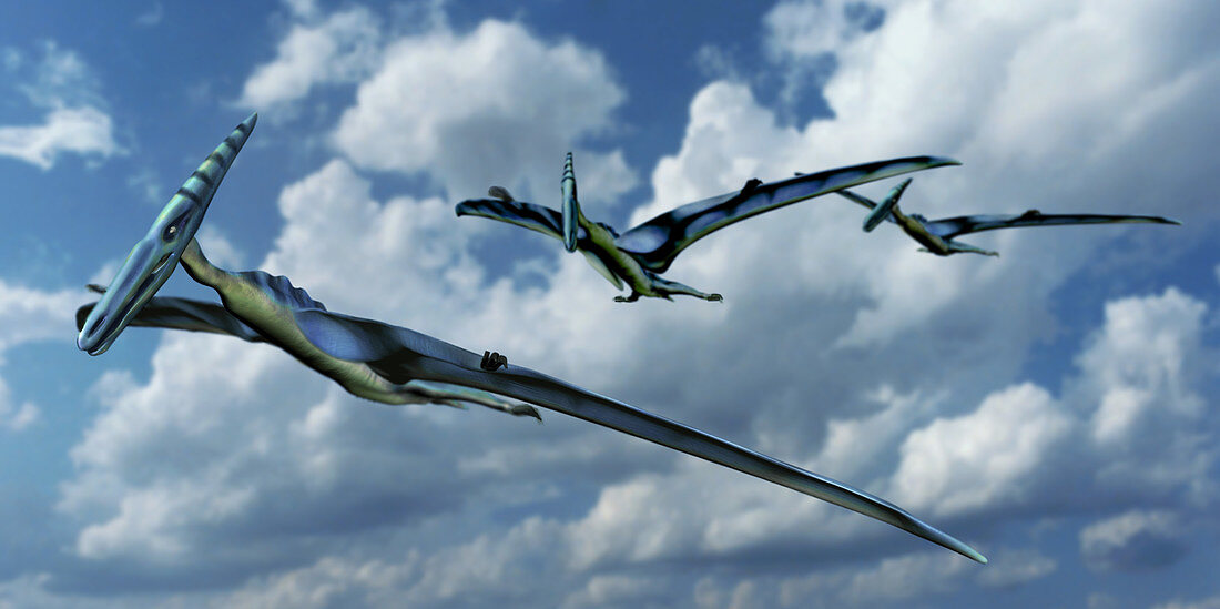 Pterodactyls in Flight,Illustration