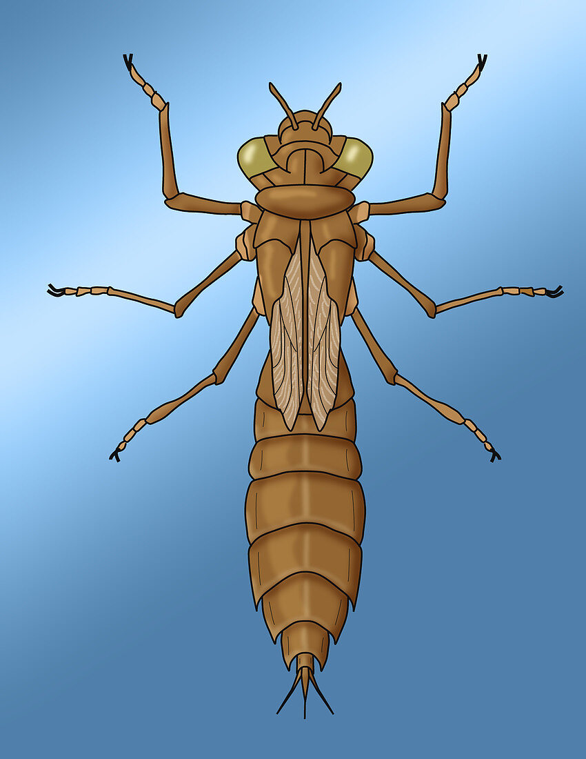 Dragonfly Larvae,Illustration