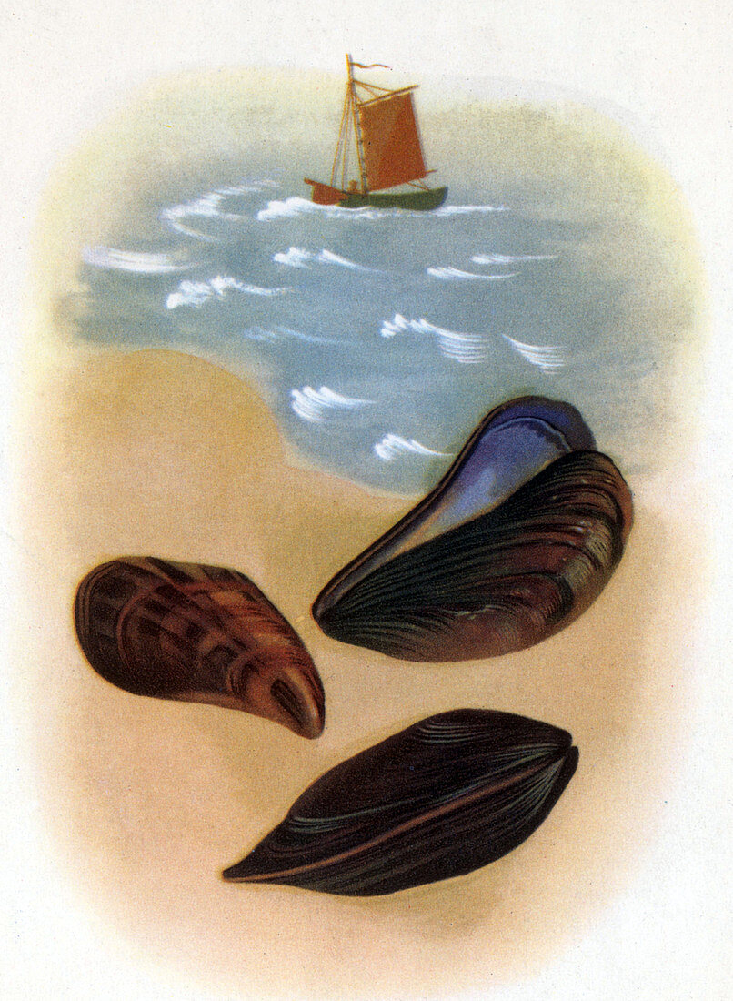 Blue Mussel,Mollusk,Illustration