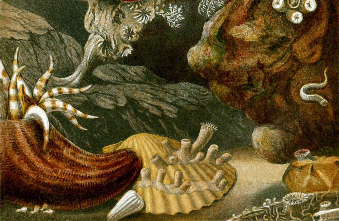 Sea Anemones,1860,Illustration