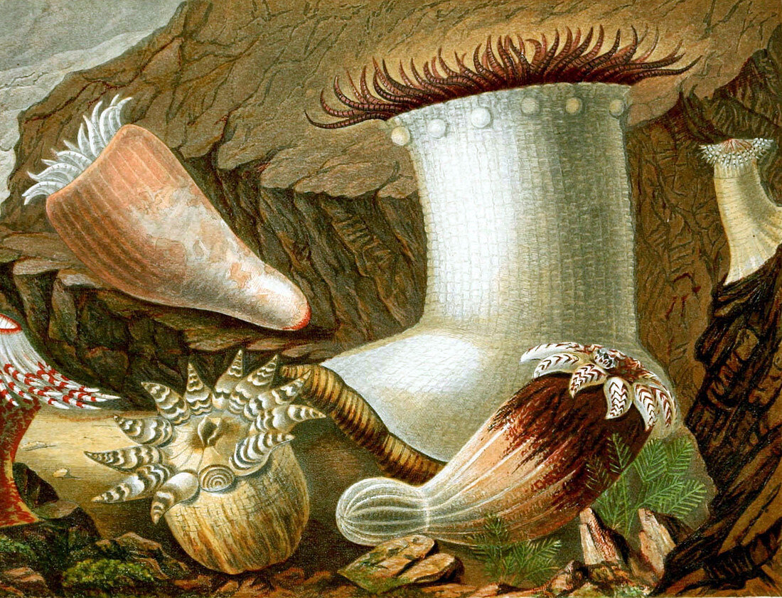 Sea Anemones,1860,Illustration