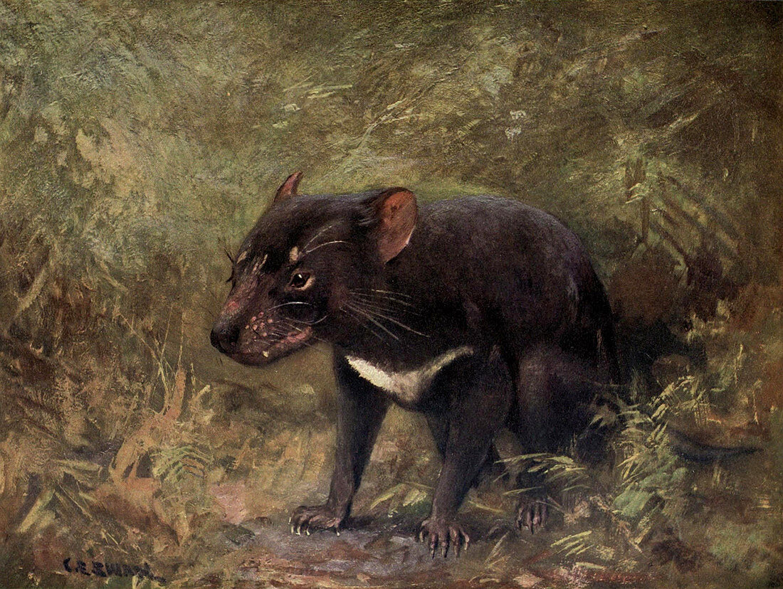 Tasmanian Devil,Illustration