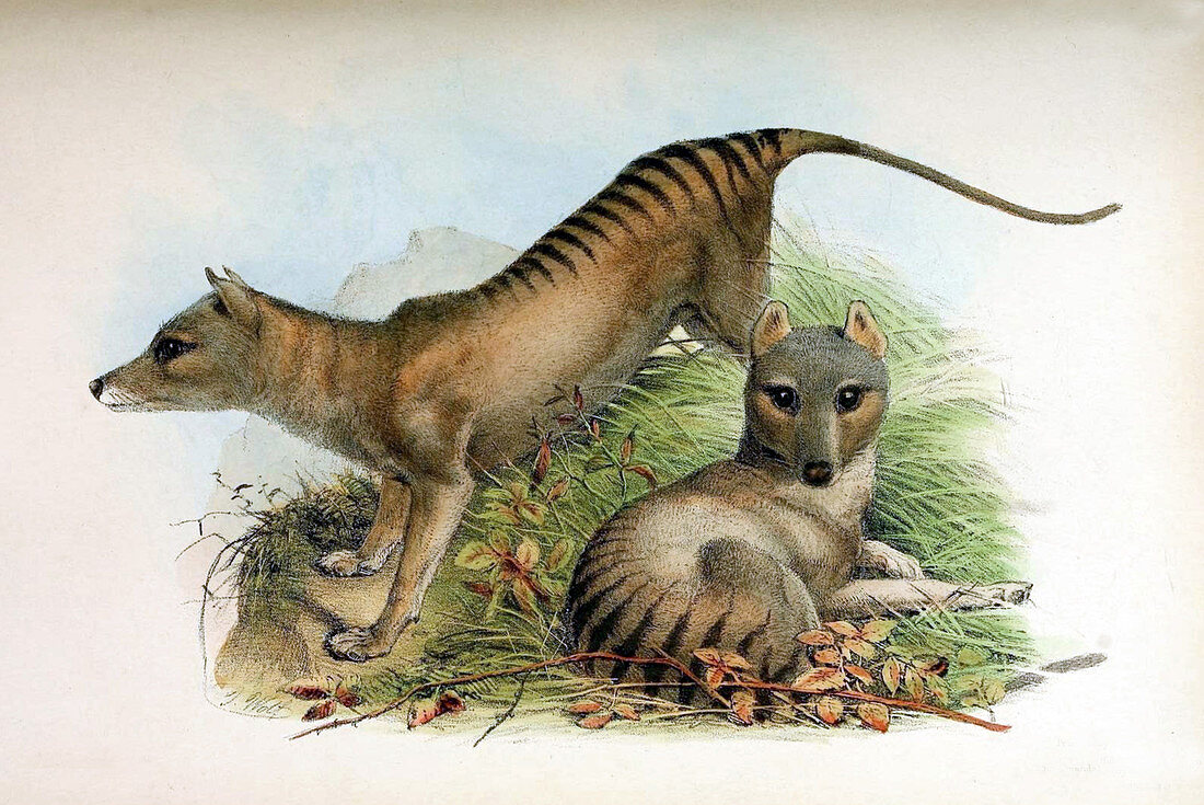 Tasmanian Tiger,Illustration