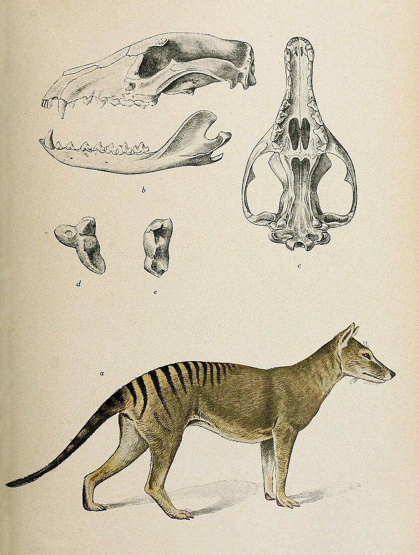Tasmanian Tiger,Illustration