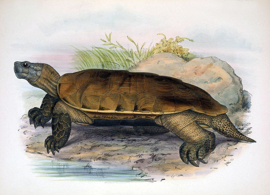 Arakan Forest Turtle,Illustration