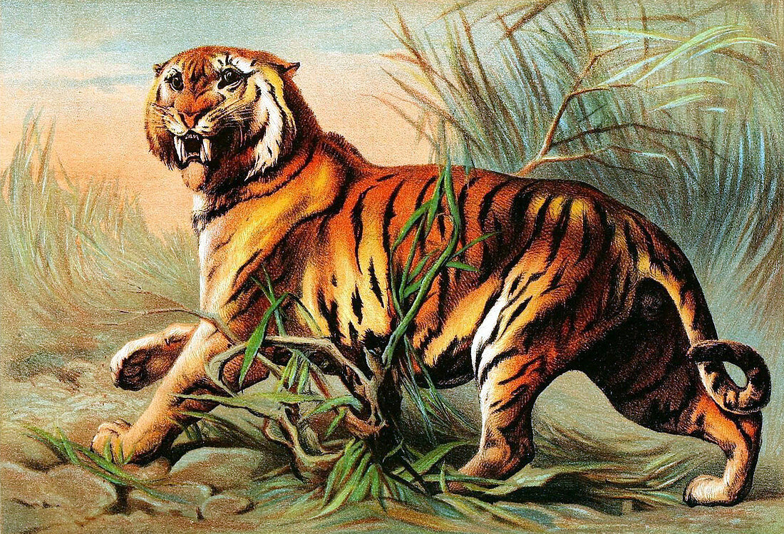 Bengal Tiger,Illustration