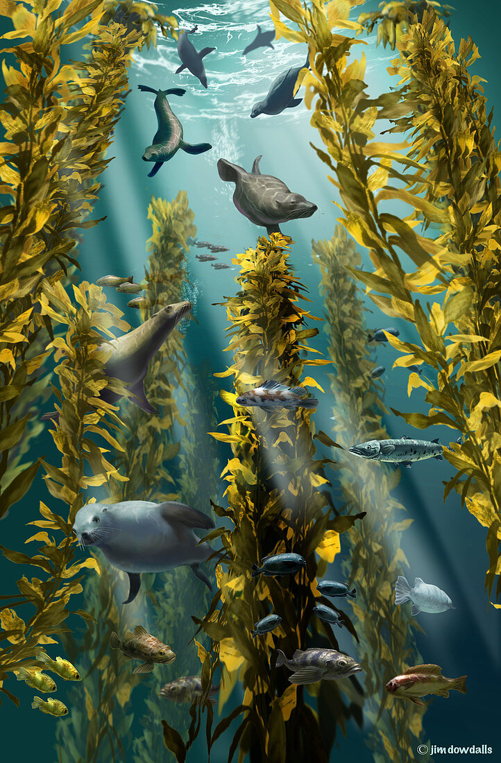Kelp Forest with Seals,Illustration