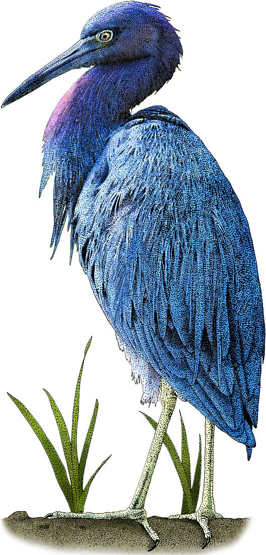 Little Blue Heron,Illustration