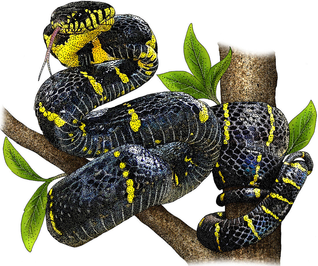 Mangrove Snake,Illustration