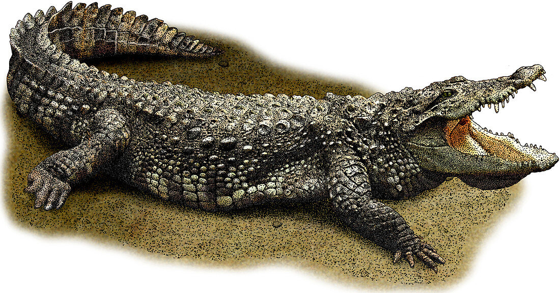 Mugger Crocodile,Illustration