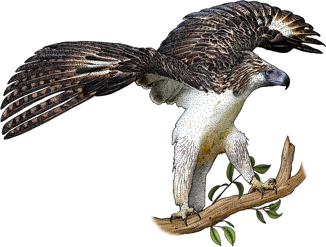 Philippine Eagle,Illustration