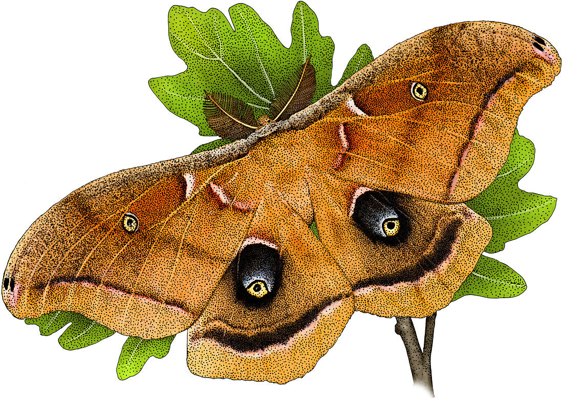 Polyphemus Moth,Illustration