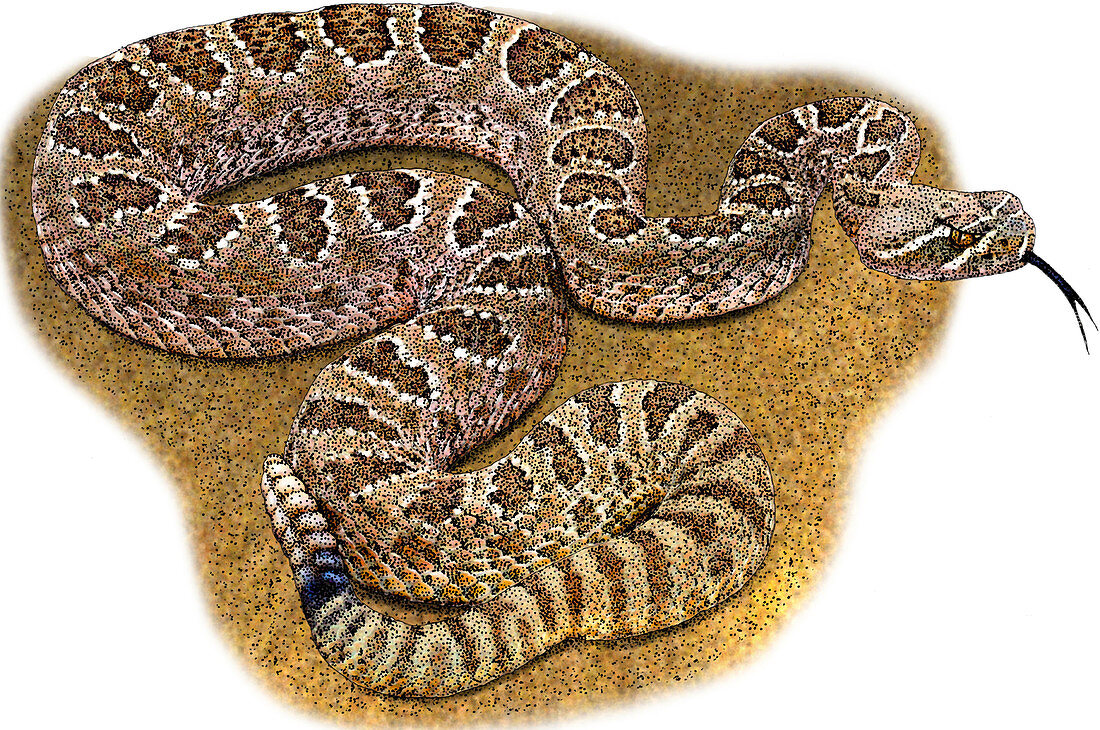 Prairie Rattlesnake,Illustration
