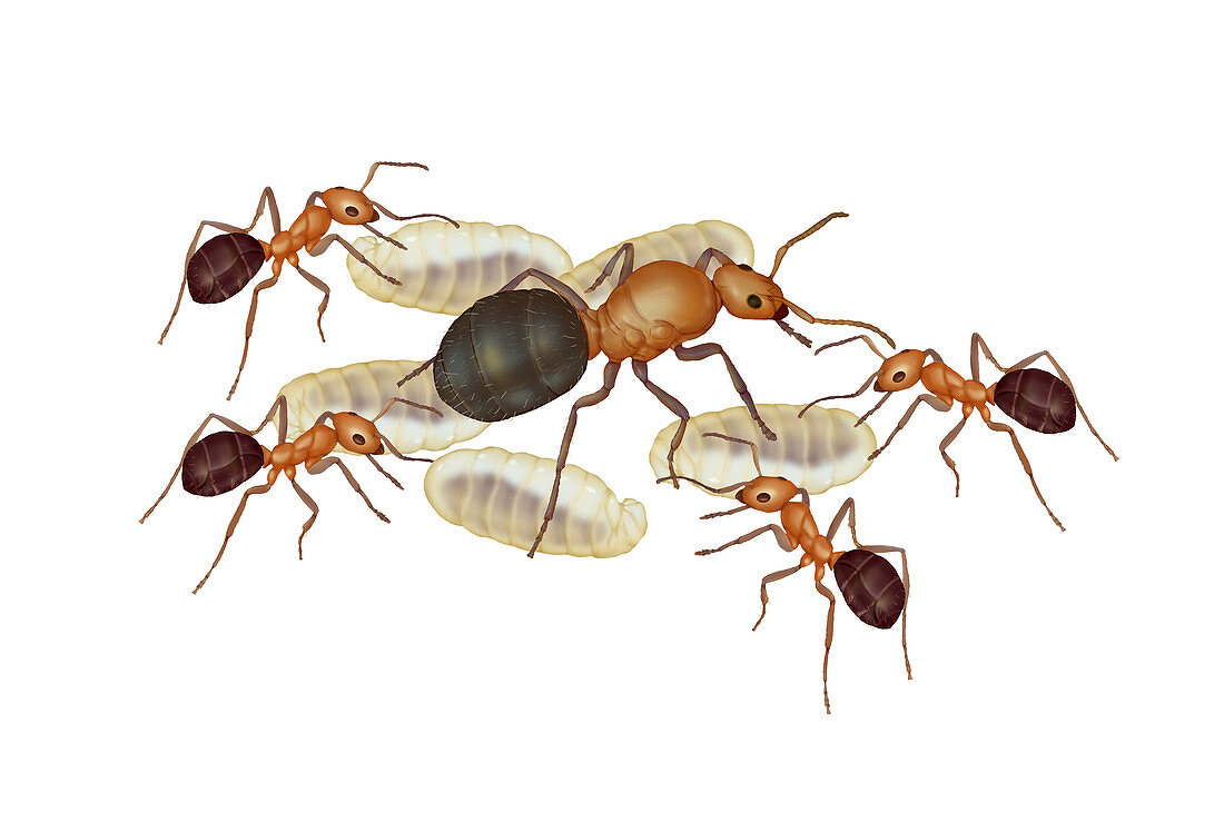 Red and Black Ants,Illustration