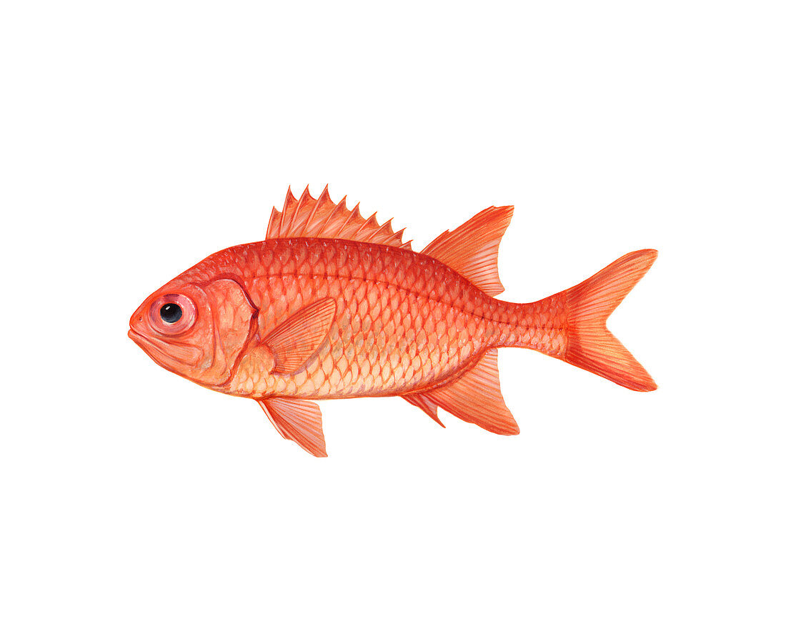 Brick Soldierfish,Illustration