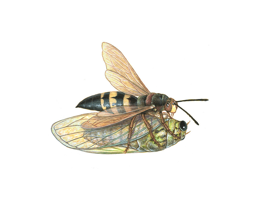 Cicada Killer Wasp,Illustration