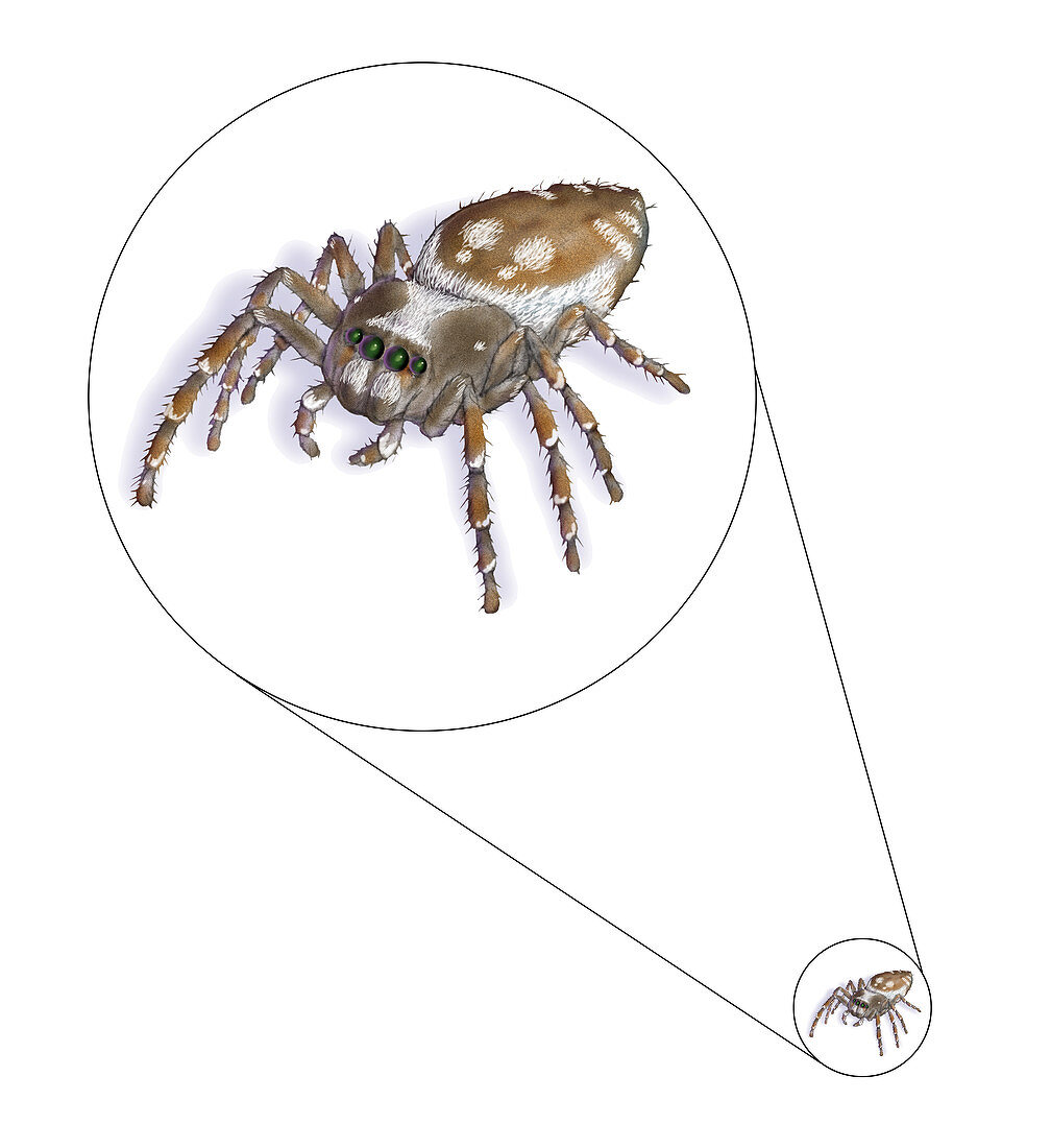 Jumping Spider,Illustration