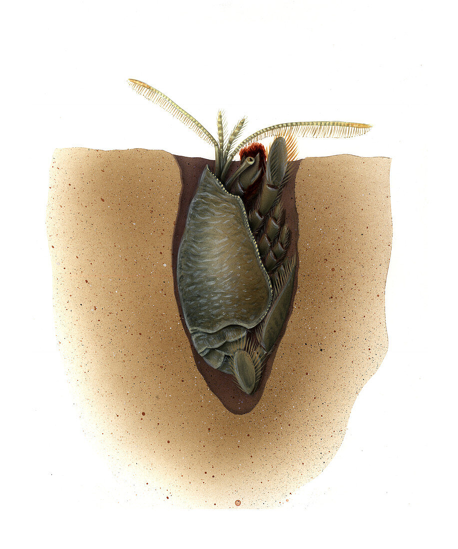 Mole Crab (Family Emerita),Illustration