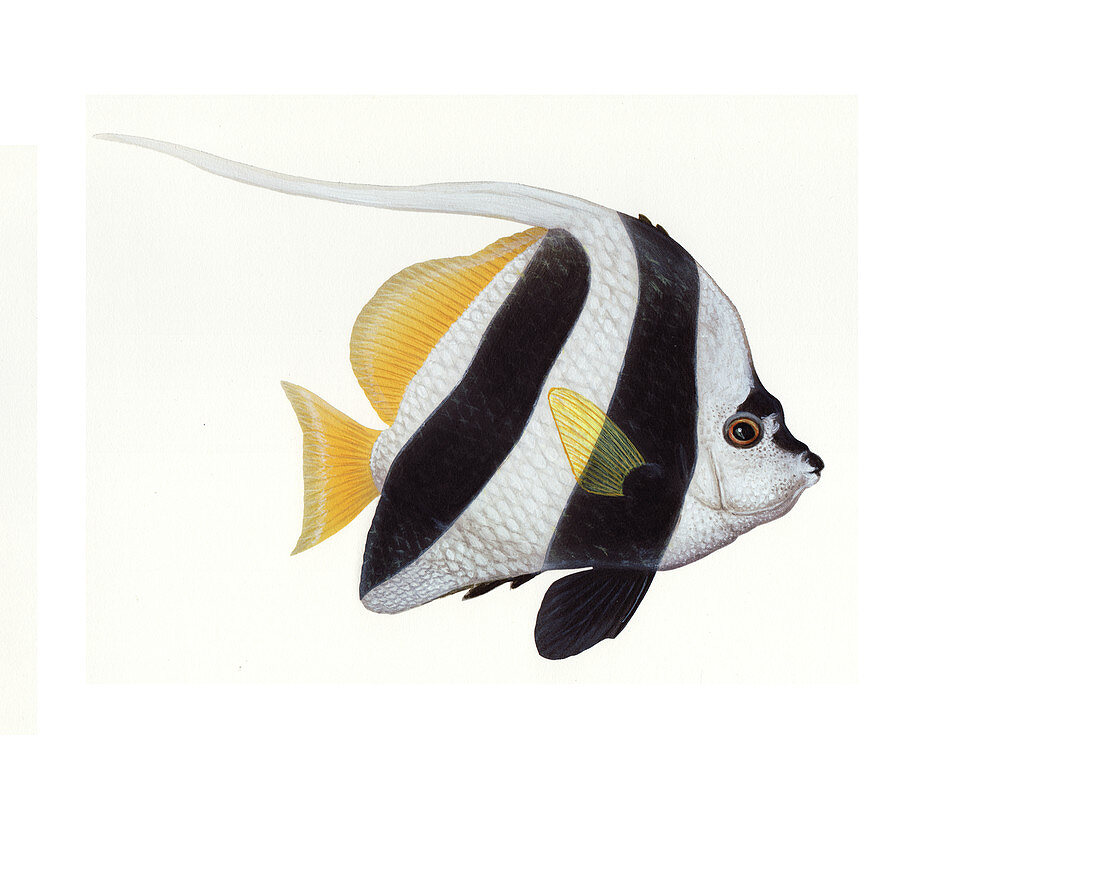 Pennant Coralfish,Illustration