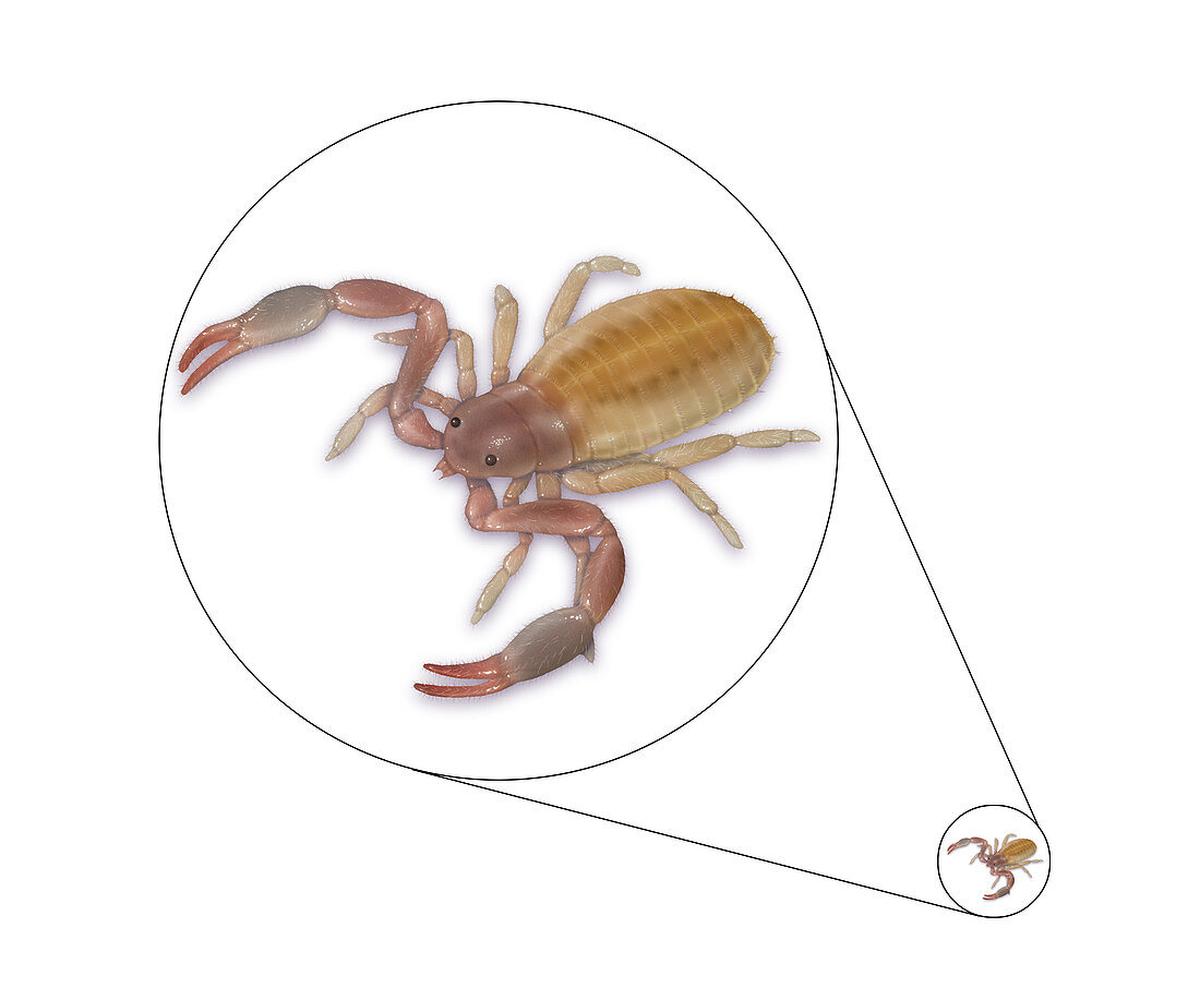 Pseudoscorpion,Illustration