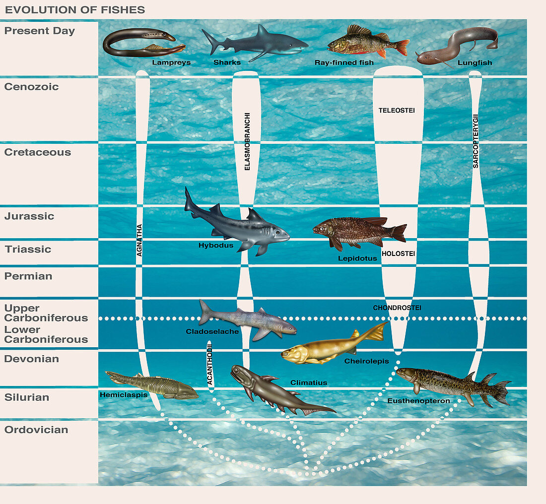 Evolution of Fishes,Illustration