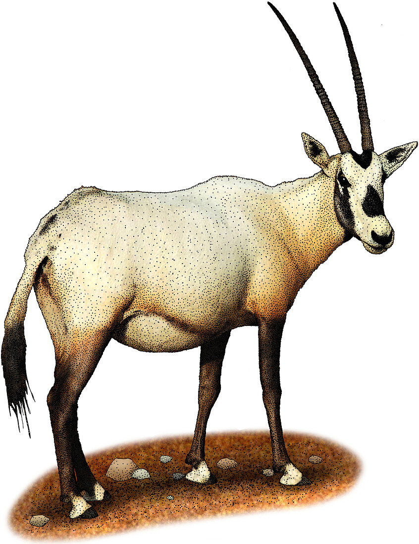 Arabian Oryx,Illustration