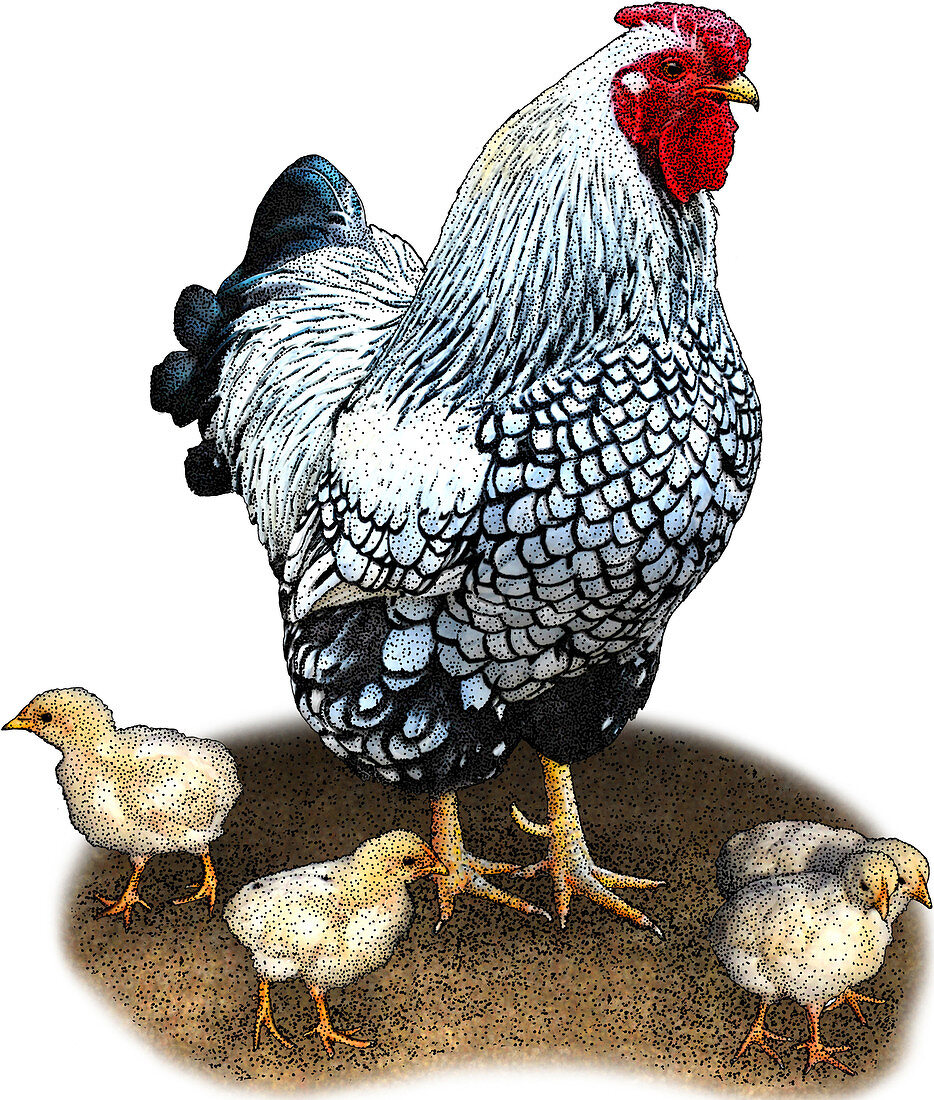 Bantam Chicken,Illustration