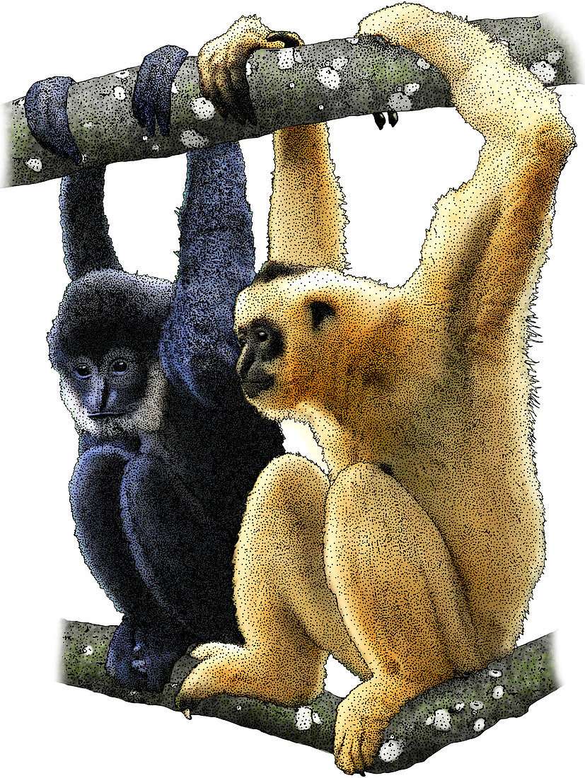 Black Crested Gibbons,Illustration