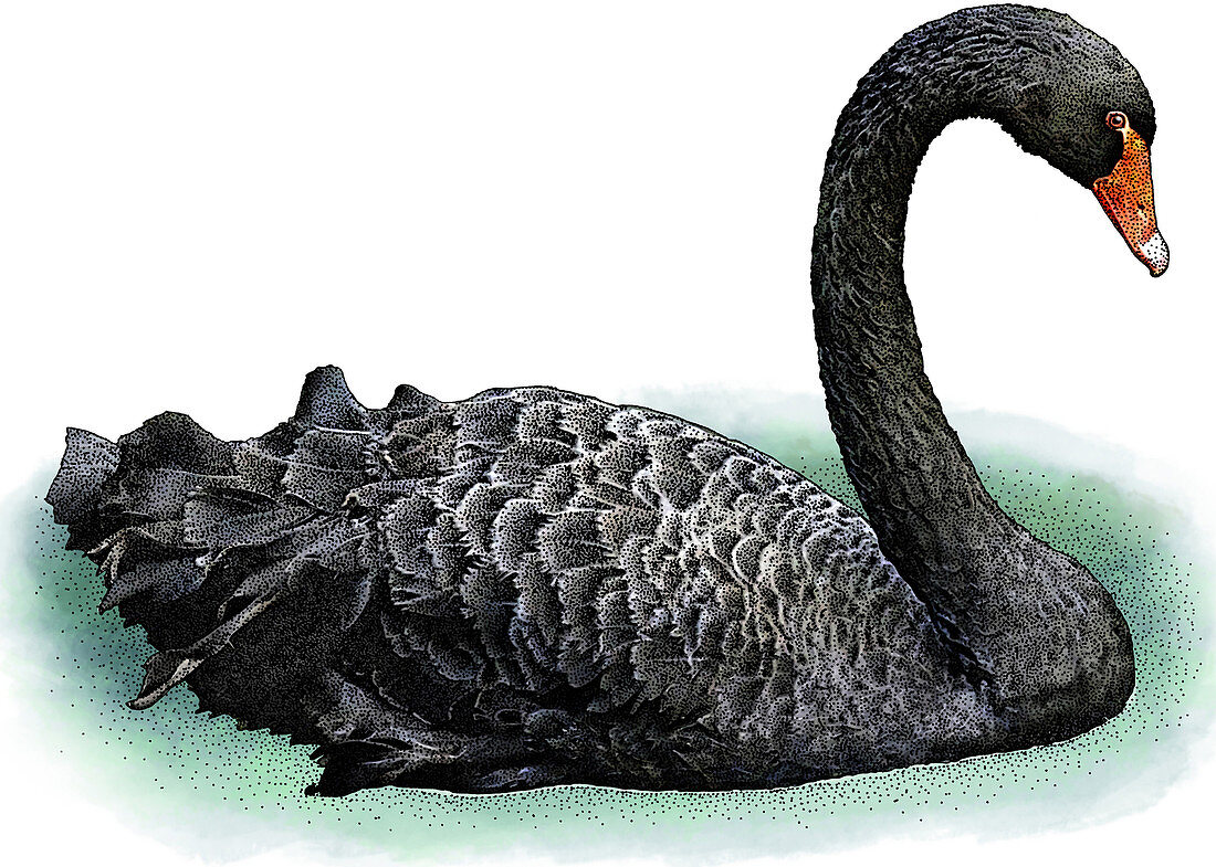 Black Swan,Illustration