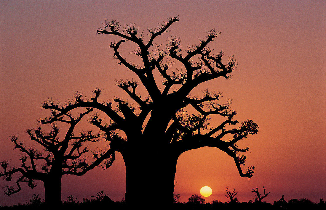 Baobab Tree Against Red Sky,Senegal