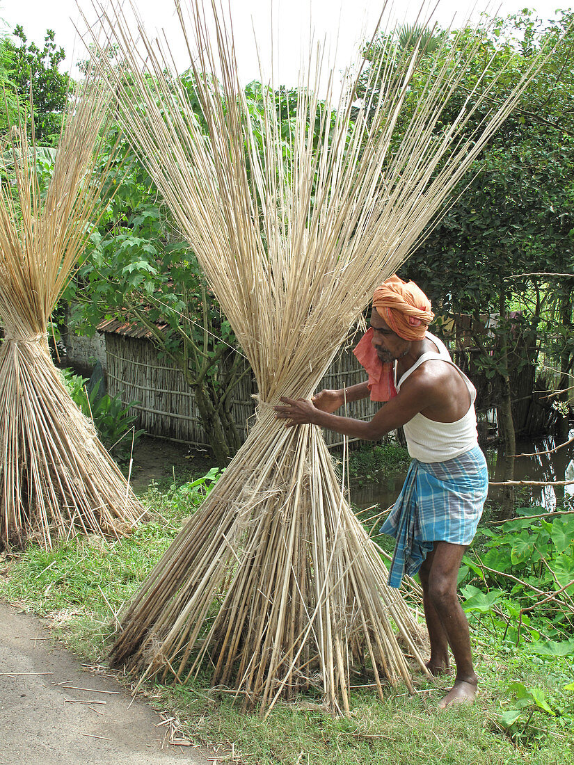 Bundling Reed,India
