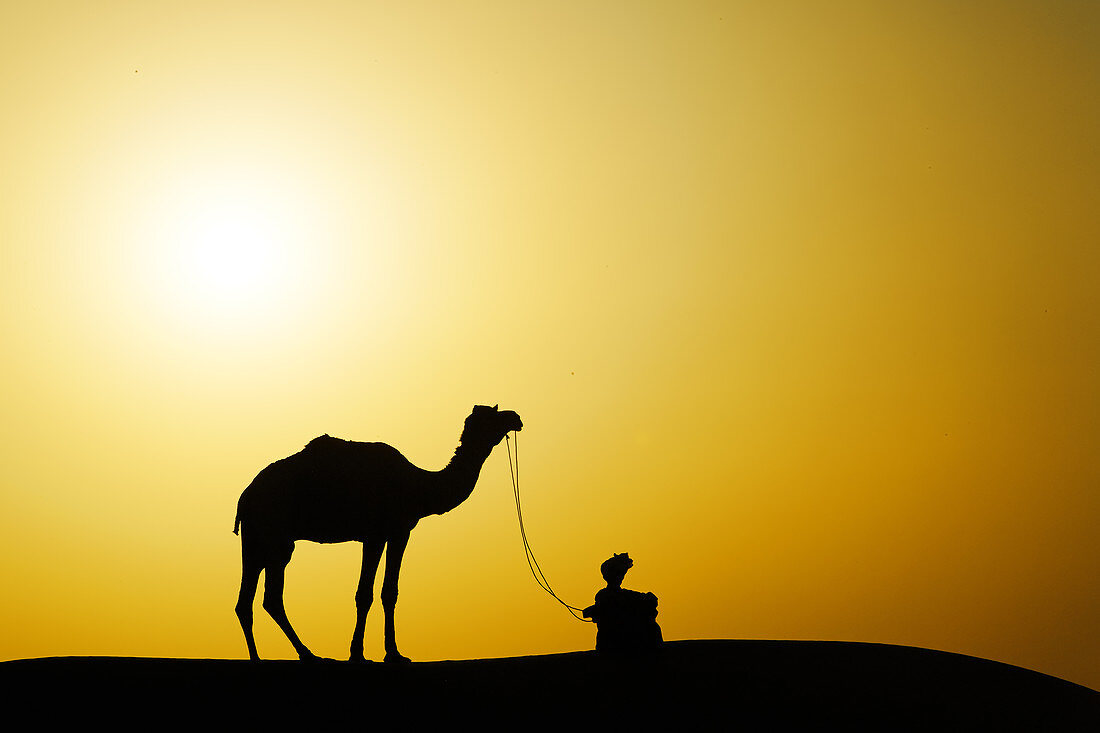 Camel Silhouette,India
