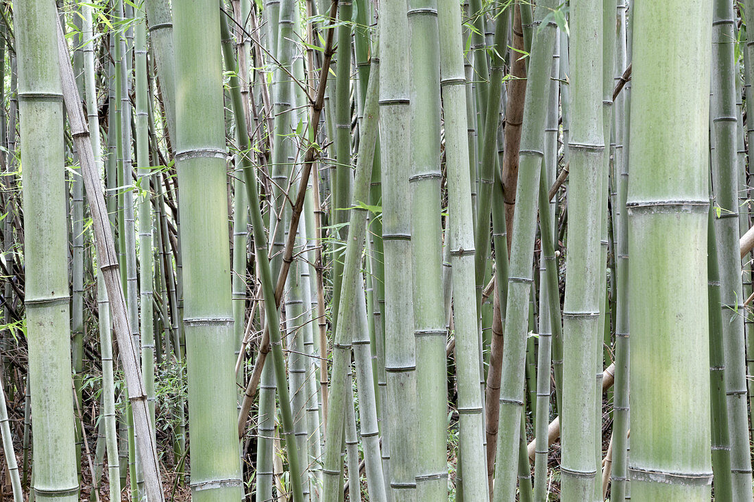 Bamboo grove in Nara Provence,Japan