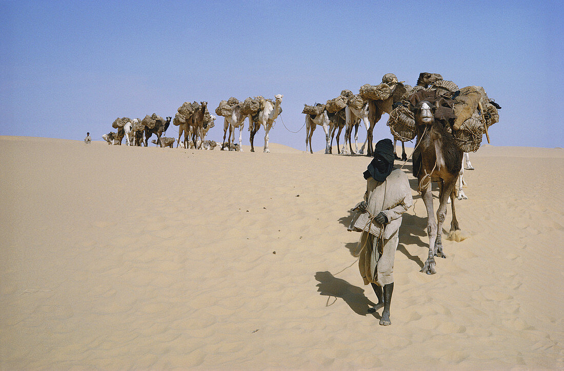 Tenere Desert Salt Caravan,Niger