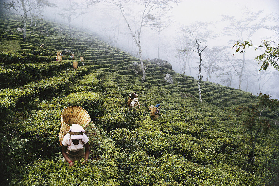 Picking Tea near Darjeeling,Himalayas