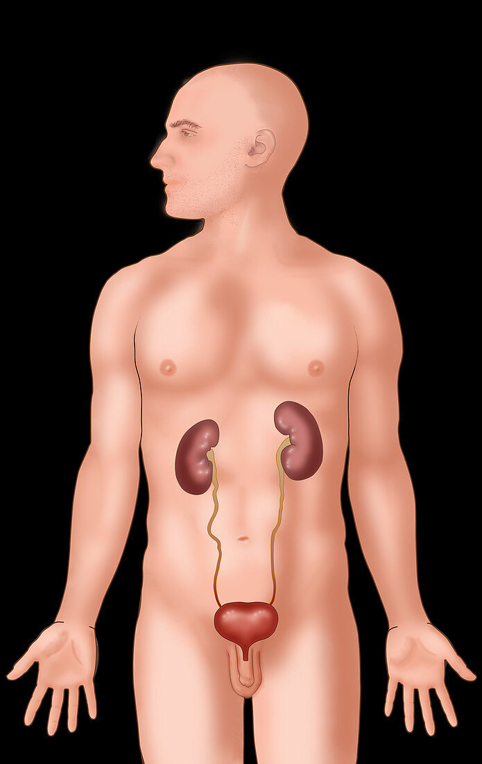 Urinary System,Illustration