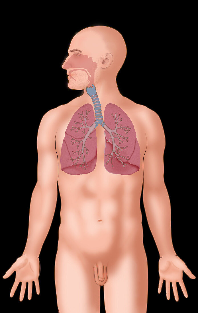 Respiratory System,Illustration