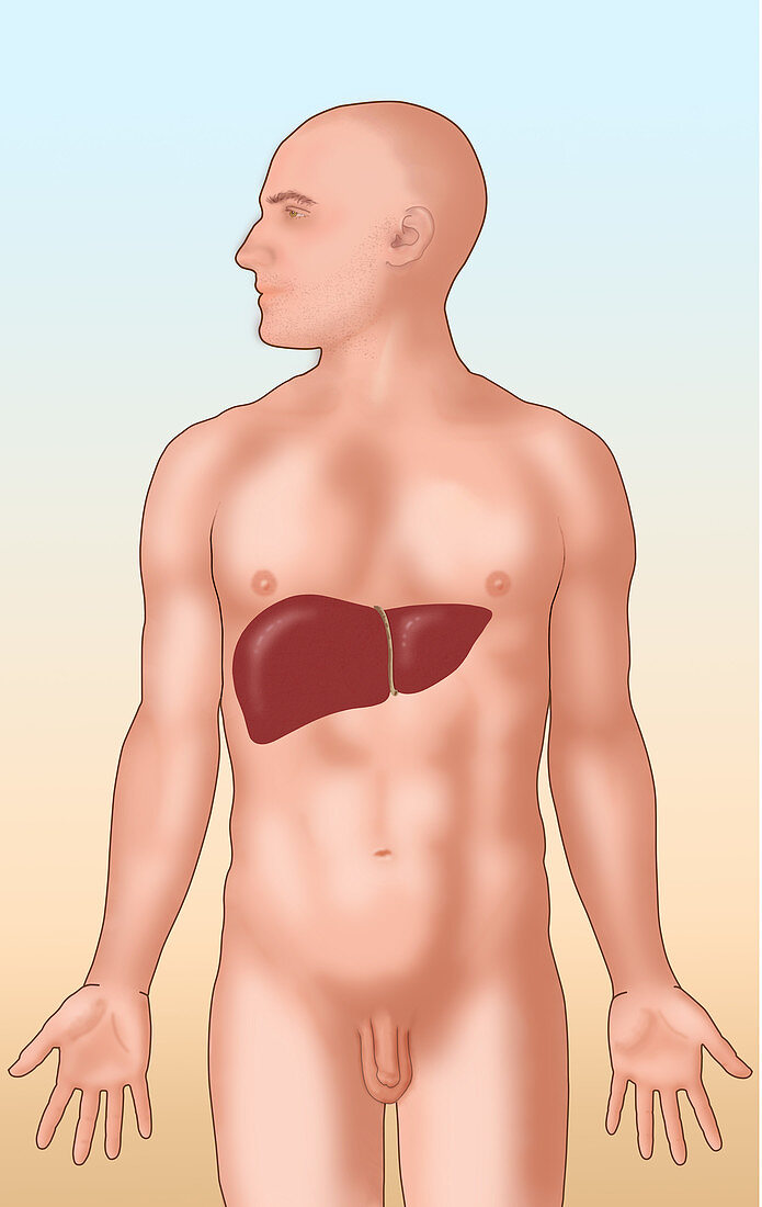 Liver,Illustration