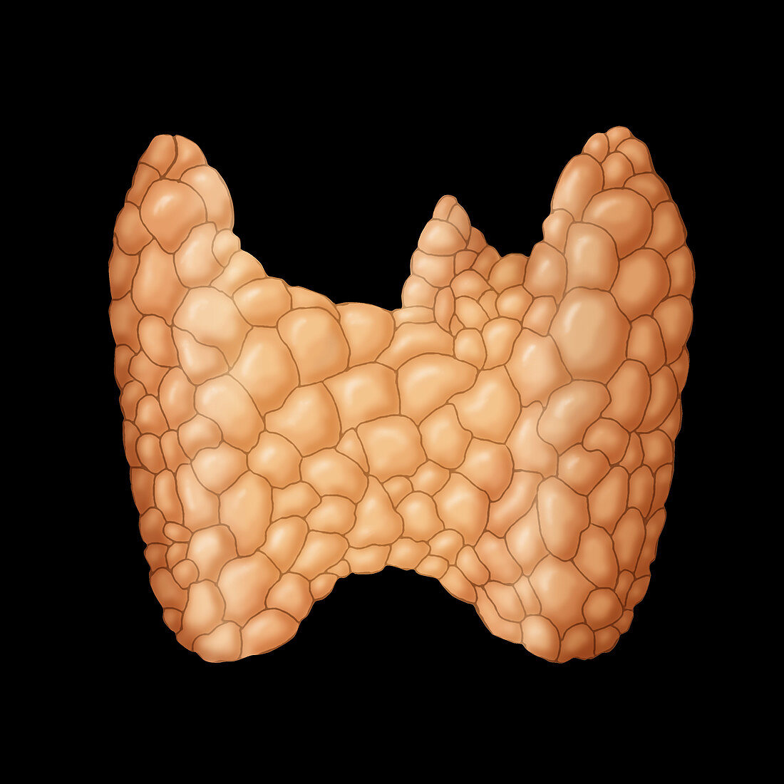 Thyroid Gland,Illustration