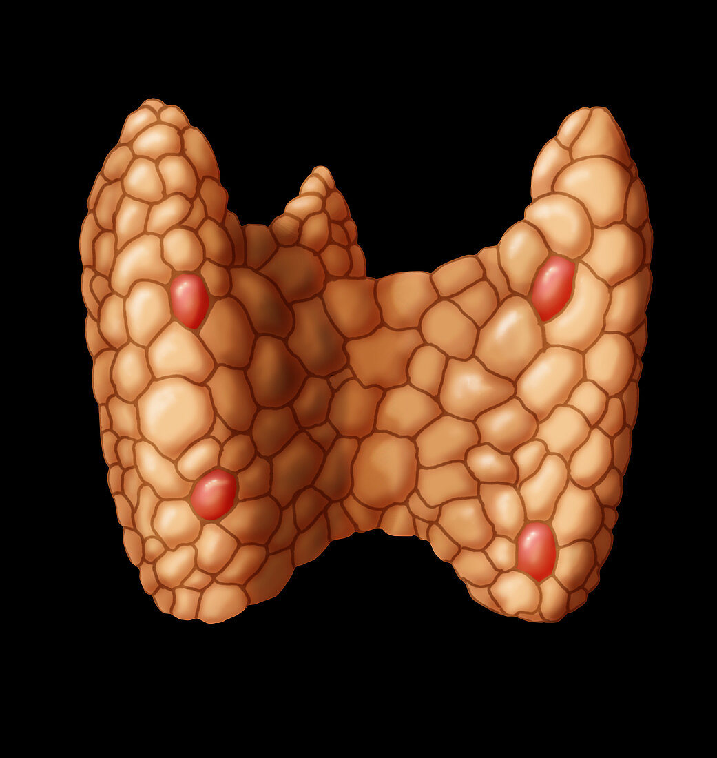 Parathyroid,Illustration