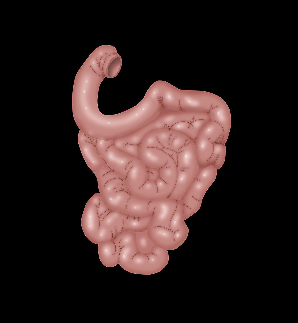 Small Intestines,Illustration