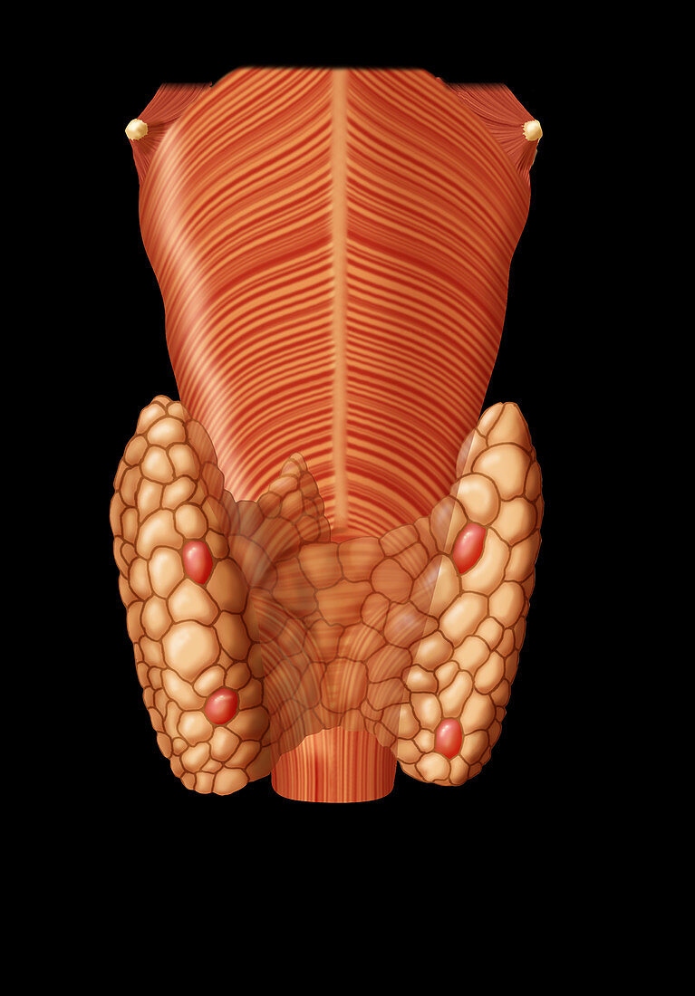 Thyroid & Parathyroid Gland,Illustration