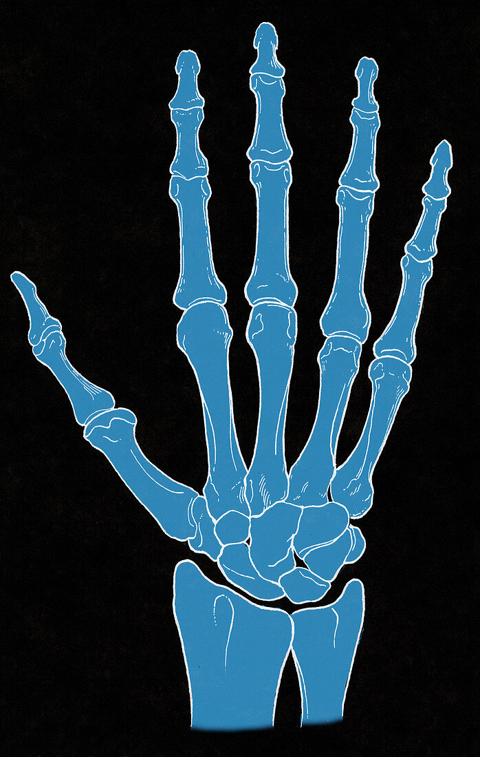 Hand and Wrist Bones,Illustration