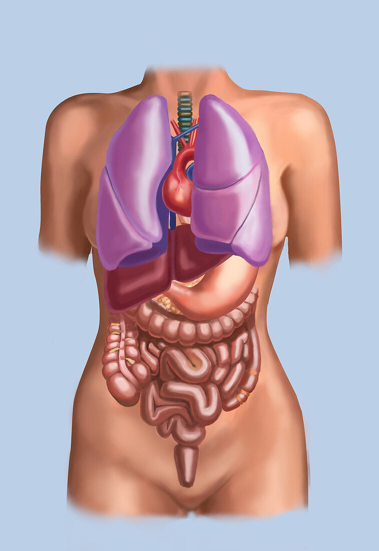 Organ System,Female Torso,Illustration