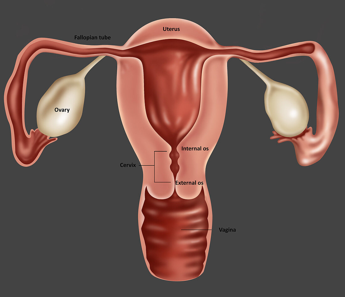 Uterus,Illustration