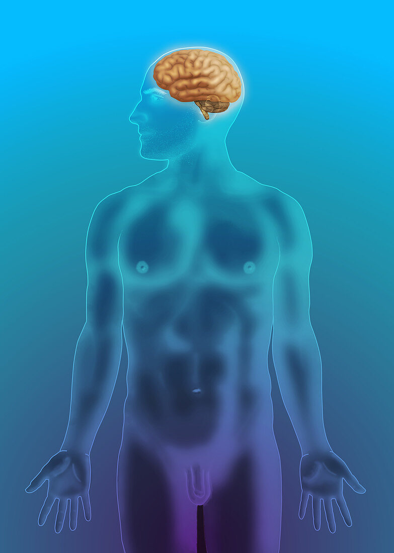 Brain Anatomy,Illustration