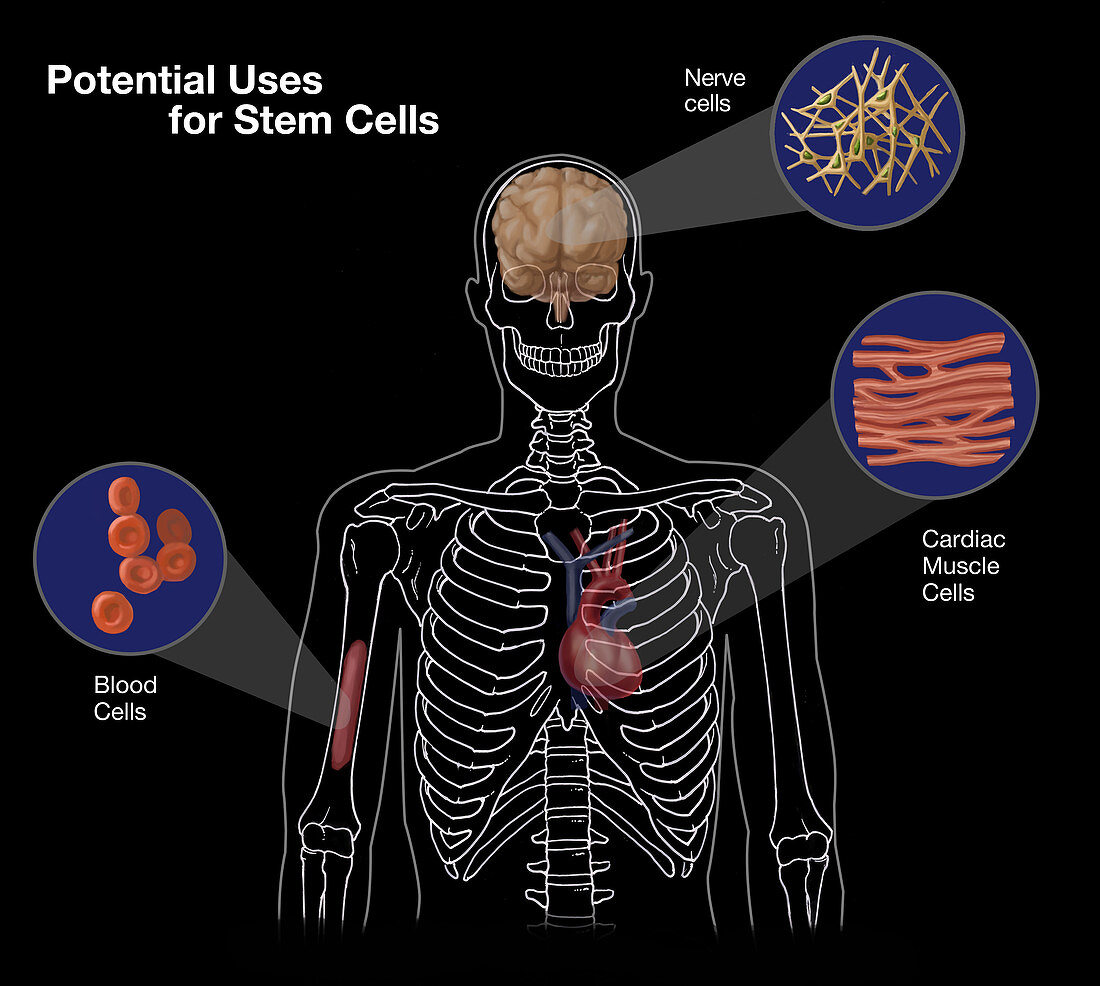 Uses for Stem Cells,Illustration