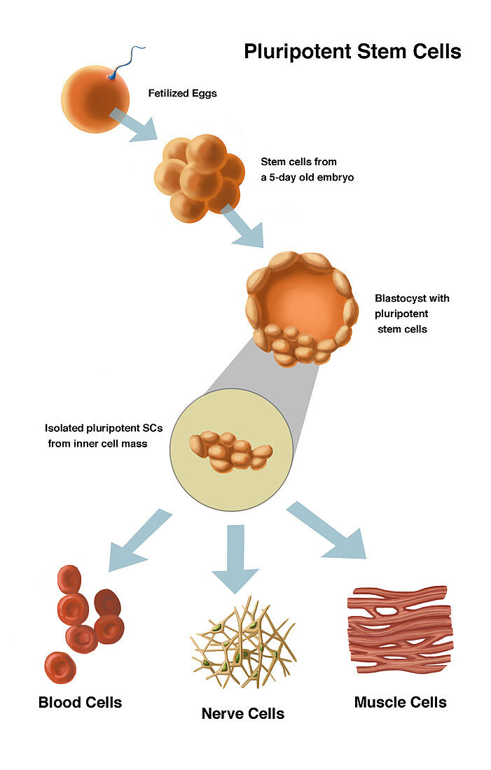 Use for Stem Cells,Illustration