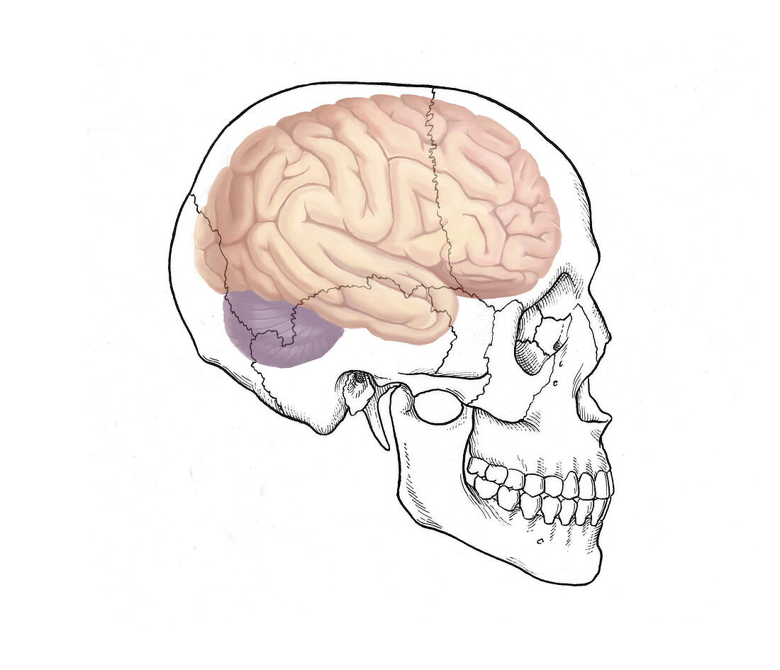 Skull and Brain,Illustration