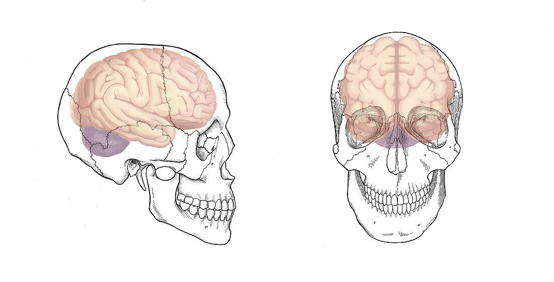 Skull and Brain,Illustration